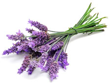 Lavender Aromatherapy