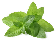 Peppermint Aromatherapy
